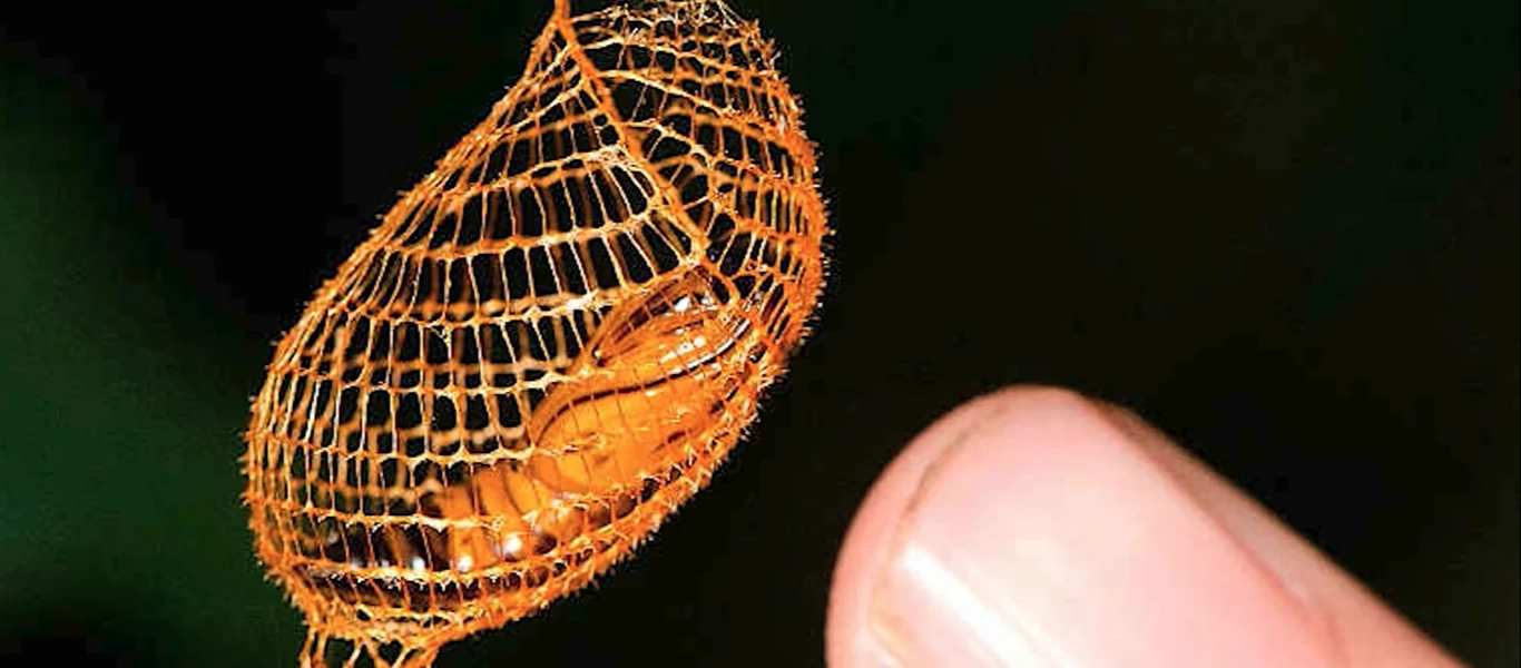 Τα 10+2 πιο περίεργα πράγματα που έχουν βρεθεί σε ζούγκλες (βίντεο)